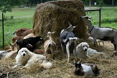 Charmer and Diana with the goats 