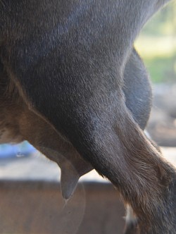 Day 144 pre-fresh udder. Side view