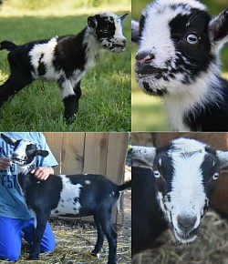 Black with white belt(genetically black)