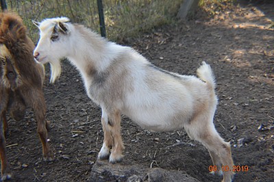 Red Buckskin and broken white