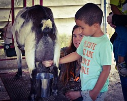 Our first milking volunteer!