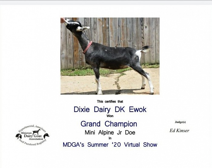 Ewok now has her Junior Grand Champion leg!