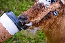 Drinking her coffee, rotten goat