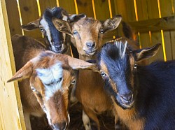 All 3 of her kids who were rescued from the sale barn fate with her