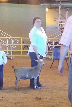 2017 winning her class at a show with her new owner