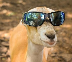 Coolest goat ever