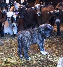 Puppies raised with all livestock