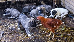 Poultry training assistant