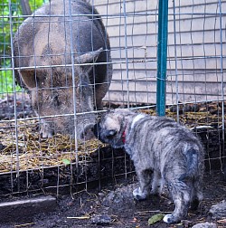 Meeting the farm piggy