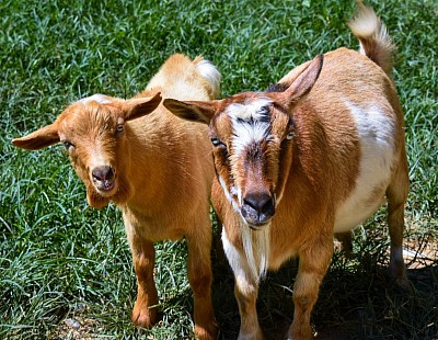 Fantasia and Elvis