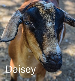 Daisey