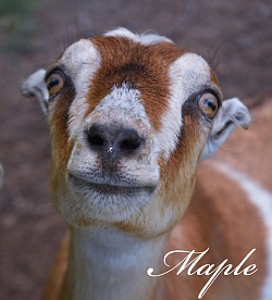 Maple