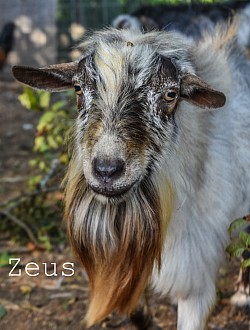 Zeus 2024