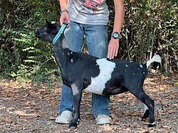 Maybelline sept 2025