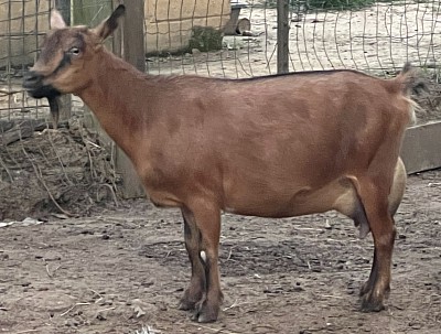 Gitchee FF before kidding