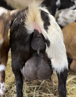 FF udder, March 2025