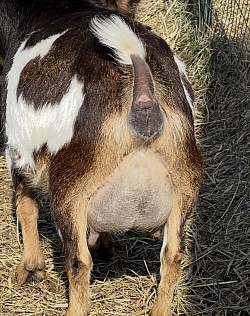 FF udder, March 2025