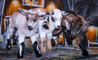 Baby goats