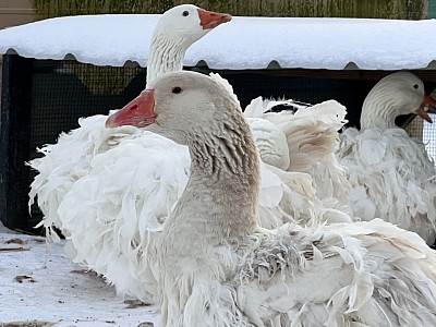 Willow, buff female sebastapol